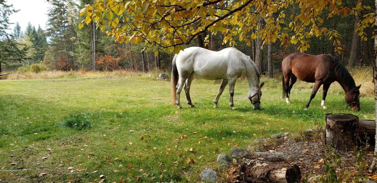 Kicking Horse Canyon Guest House Golden Εξωτερικό φωτογραφία